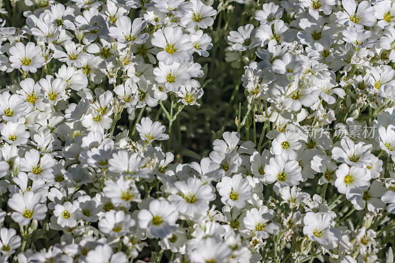 怀俄明州提顿县杰克逊(杰克逊洞)的夏季雪(Cerastium tomentsum)